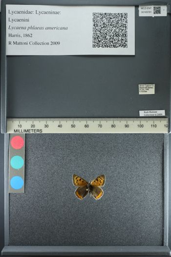 Media type: image;   Entomology 183781